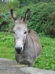 23976 Donkey.jpg